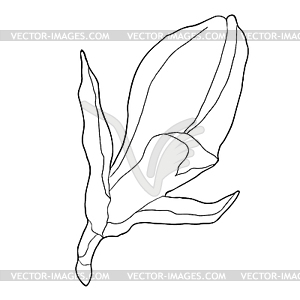 Coloring magnolia flower garden decorative - stock vector clipart
