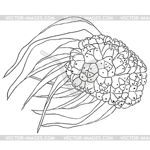 Coloring pandan is an exotic fruit of Thailand. - vector clipart