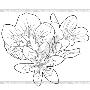 Coloring sparakis is flower exotic - vector clipart