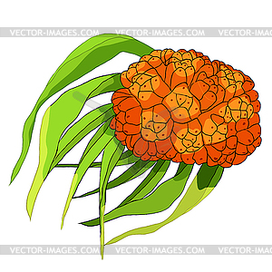 Pandan is an exotic fruit of Thailand - vector image