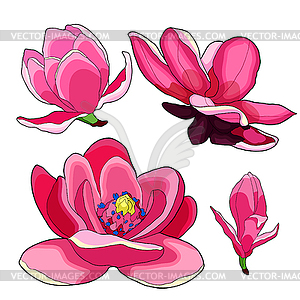 Set magnolia flower red garden decorative - vector image