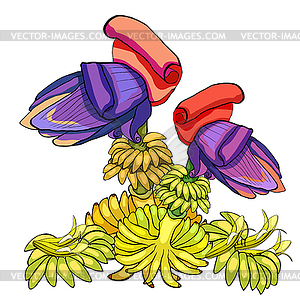 Banana flower blossoming india exotica - royalty-free vector image