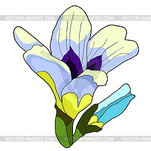 Sparakis is flower exotic - vector image