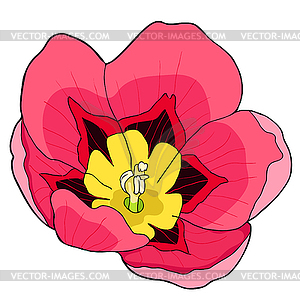 Sparakis is flower exotic - vector image