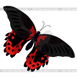 Butterfly Papilio Rumanzovia tropical - vector clipart