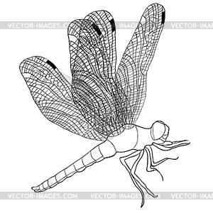 Coloring orthetrum cancellatum dragonfly trellis - vector clipart