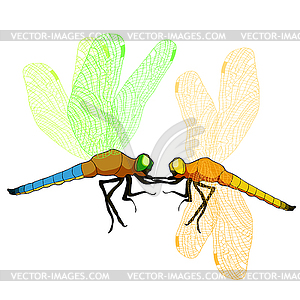 Orthetrum cancellatum dragonfly trellis, large blue - vector clipart