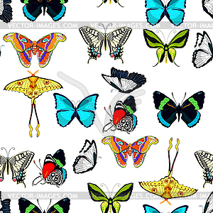 Seamless pattern butterfly Ornithoptera paradisea, - color vector clipart