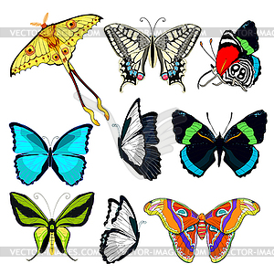 Set butterfly Ornithoptera paradisea, wings bird - vector clipart / vector image