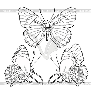 Set coloring of Diaethria clymena Butterfly. - vector image