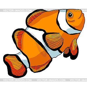 Clown fish amphiprienes exotic red sea - vector clipart