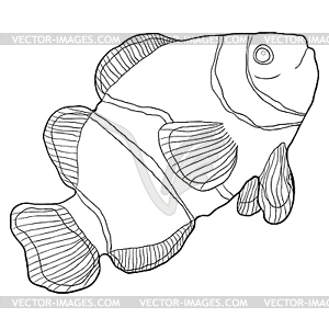 Coloring Clown fish amphiprienes exotic red sea. - vector clipart / vector image