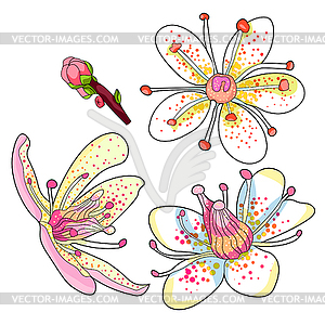 Set flower of Saxifrage urbrosa - vector clipart