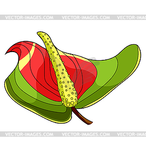 Is anthurium flower flamingo - vector image