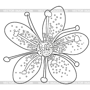 Раскрашивающий цветок саксифара urbrosa - графика в векторном формате