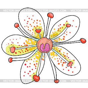 Flower of Saxifrage urbrosa - vector clip art