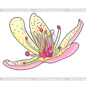 Flower of Saxifrage urbrosa - vector clipart / vector image