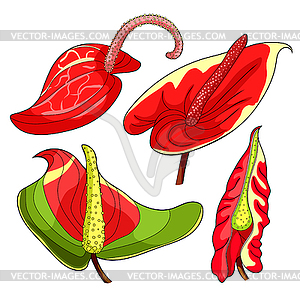 Set is anthurium flower flamingo - vector clipart