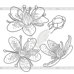 Набор раскраску цветка саксифара urbrosa. - изображение в формате EPS