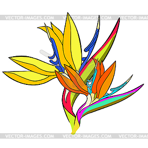 Strelitzia bird of paradise flower - vector image