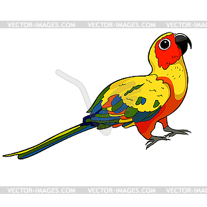 Sun Parakeet parrot brazil - vector clipart / vector image