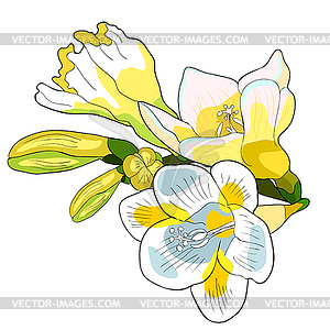 Цветок фрезии вид радужной оболочки - векторное изображение клипарта