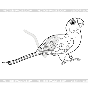 Coloring Sun Parakeet parrot brazil - vector clipart