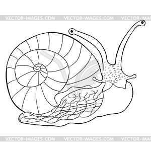 Coloring insect snail gastropod mollusk - white & black vector clipart