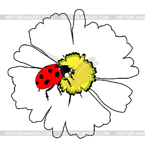 Is ladybug insect nature on daisy flower. - vector image