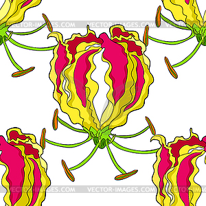 Seamless pattern Gloriosa flower Gorgeous red. - vector clipart