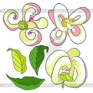 Set is Florida dogwood flower - vector image