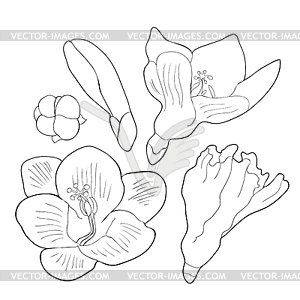 Set coloring flower freesia kind of iris - vector clipart