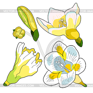 Set flower freesia kind of iris - vector image