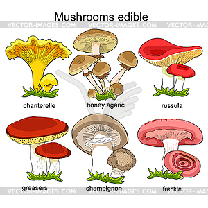 Набор натуральных грибов russula, лисичек, - клипарт в векторном виде