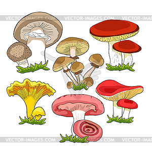 Set natural mushrooms russula, chanterelle, - vector clipart