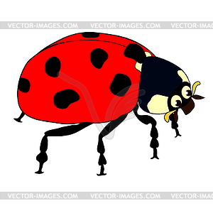 Is ladybug insect nature - vector image