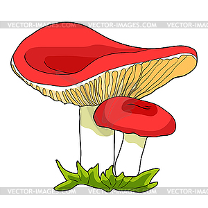 Is natural mushrooms russula - vector clipart