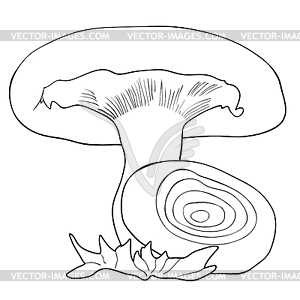 Natural mushrooms volnushki coloring - vector clip art