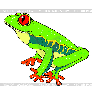 Woody frog is red-eyed - color vector clipart