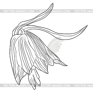 Раскраска Fritillaria imperialis flower paradise - векторный клипарт Royalty-Free