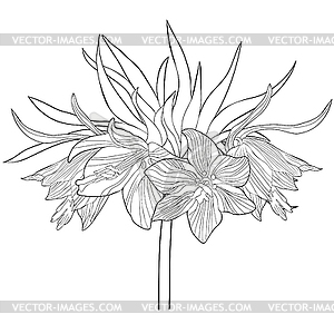 Coloring Fritillaria imperialis flower paradise - vector clip art