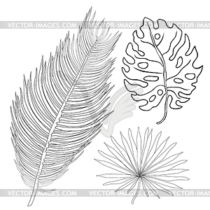 Coloring natural tropical palm leaves - vector image