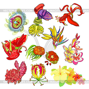 Set sprekelia hibiscus plumeria anthurium flamingo - vector image