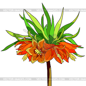 Цветочная ратуша Fritillaria imperialis - рисунок в векторном формате