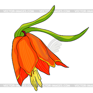 Fritillaria imperialis flower paradise tree - royalty-free vector image