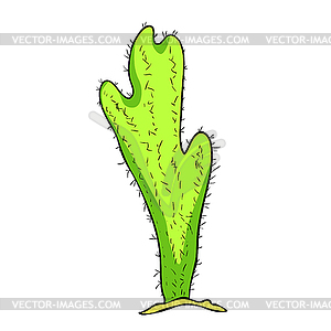 Mexican cactus with thorns - vector clipart