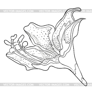 Is hippeastrum amaryllis flower - vector clipart
