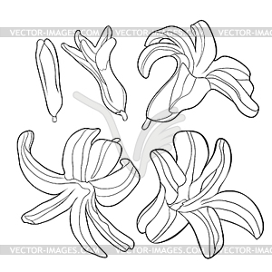 Coloring is hyacinth spring flower - vector image