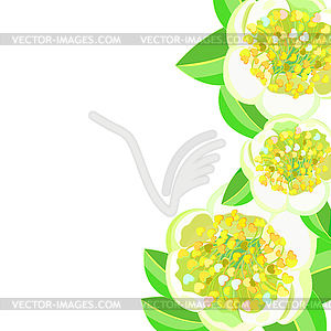 Tea bush Camellia Chinese flower - vector clipart