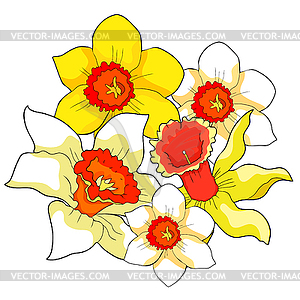 Is daffodil flower spring - vector image